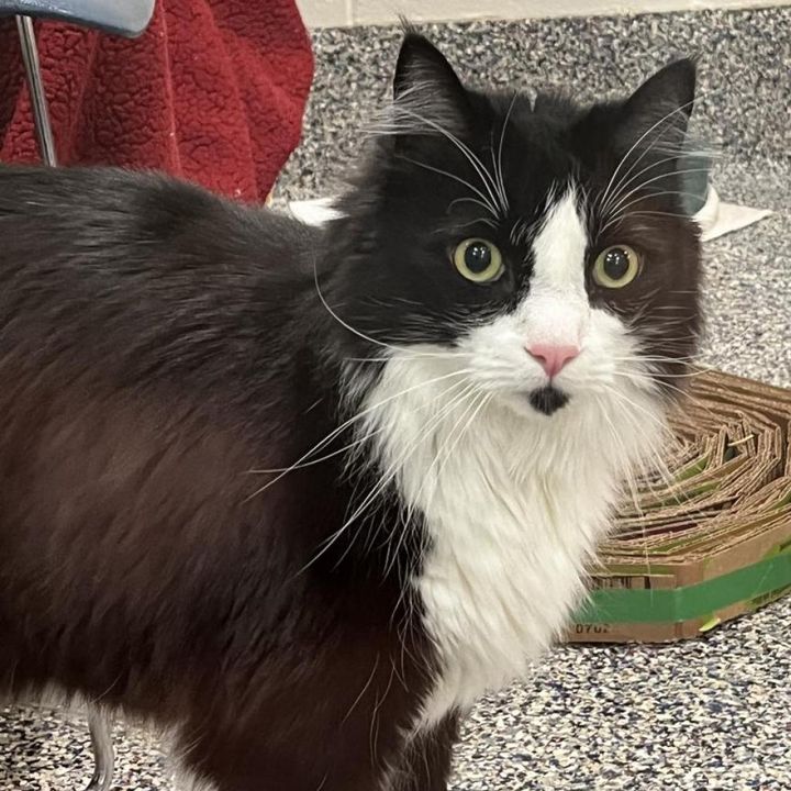 tuxedo cat handsome