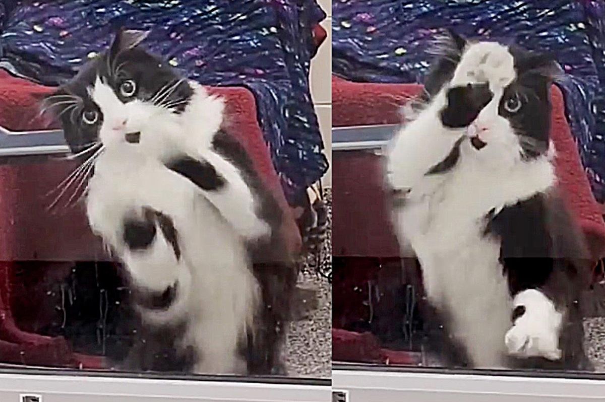 Cat Dances and Talks to Visitors at Shelter and Wants Everyone to Notice Him