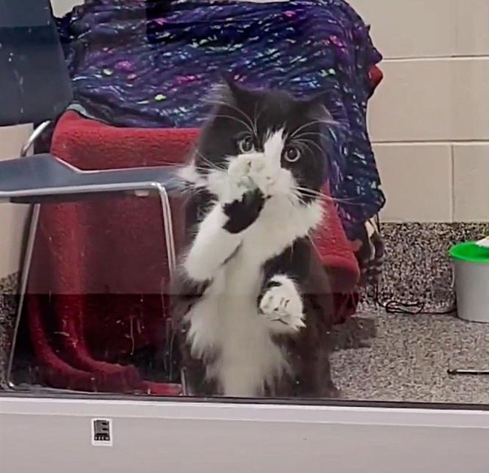cat dancing paws