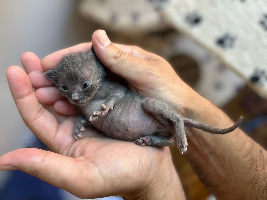 tiny palm-sized kitten