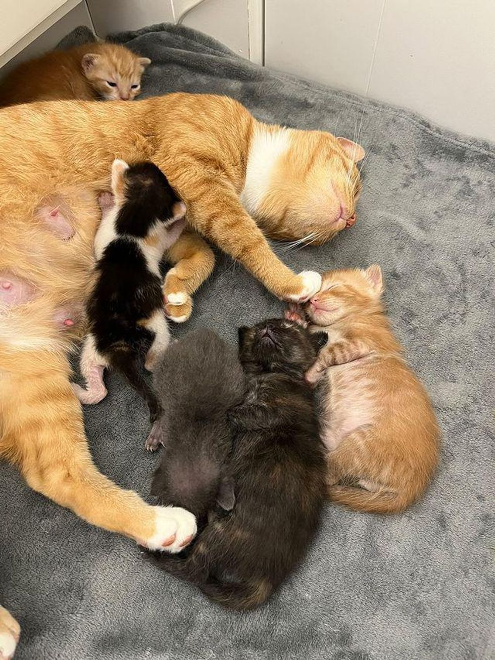 cat mom sleeping kittens