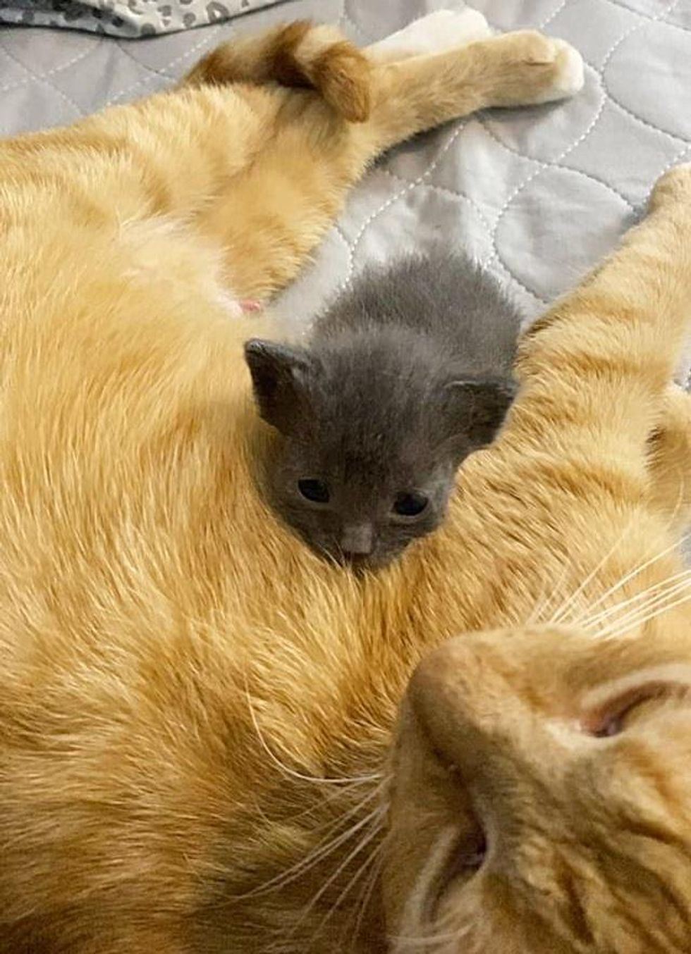 kitten nursing cat
