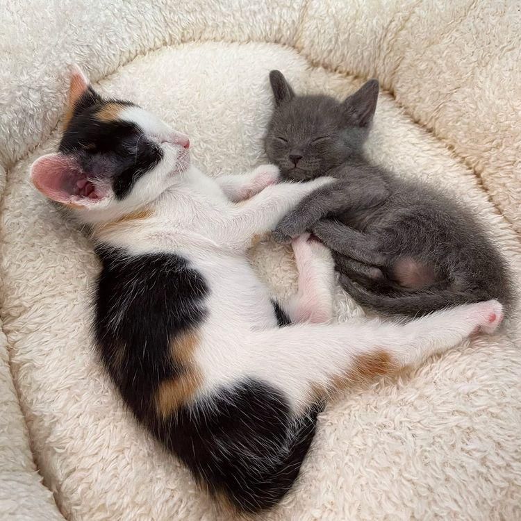kitten siblings sleeping