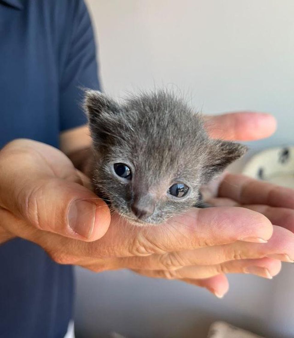 small kitten phil