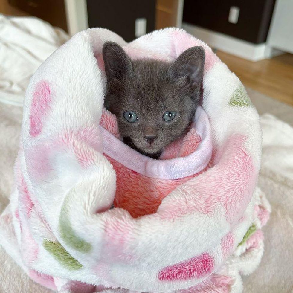 purrito kitten phil