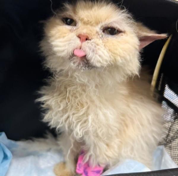 sweet cat tongue