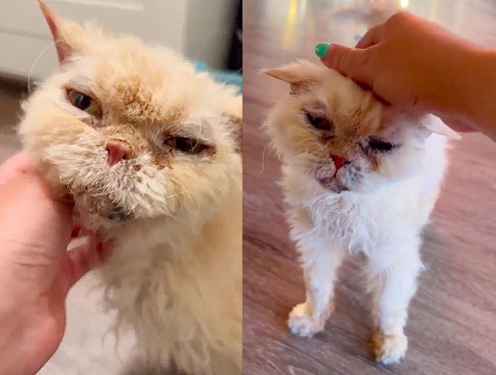 happy old cat