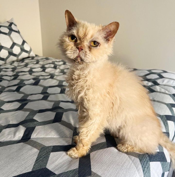 sweet old cat