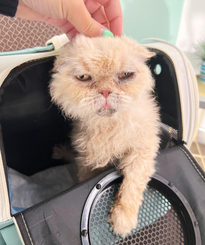 sweet cat