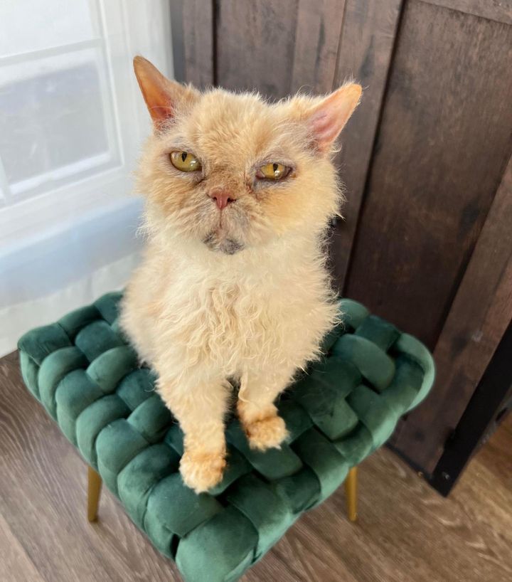 cat grumpy face