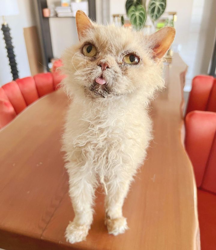 sweet cat tongue