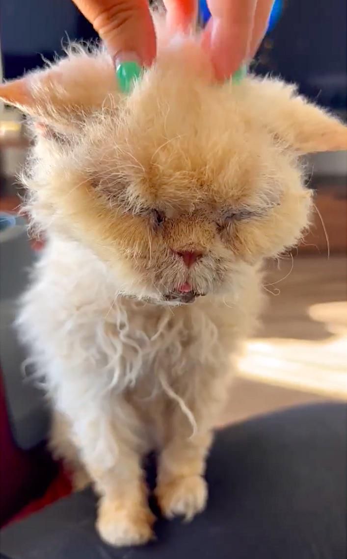 happy old cat