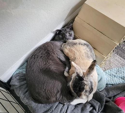 best friends bunny cat