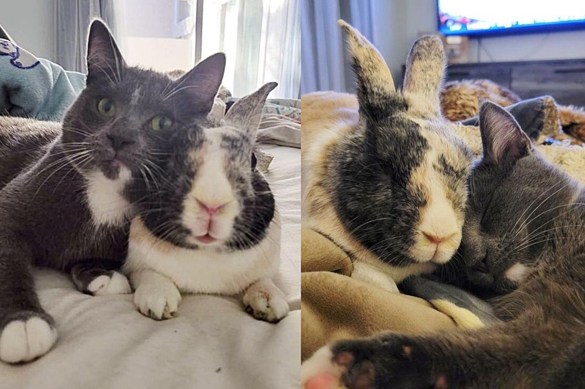 Family Takes Kitten into Their Home and Their Bunny Decides to Make Her His Best Friend