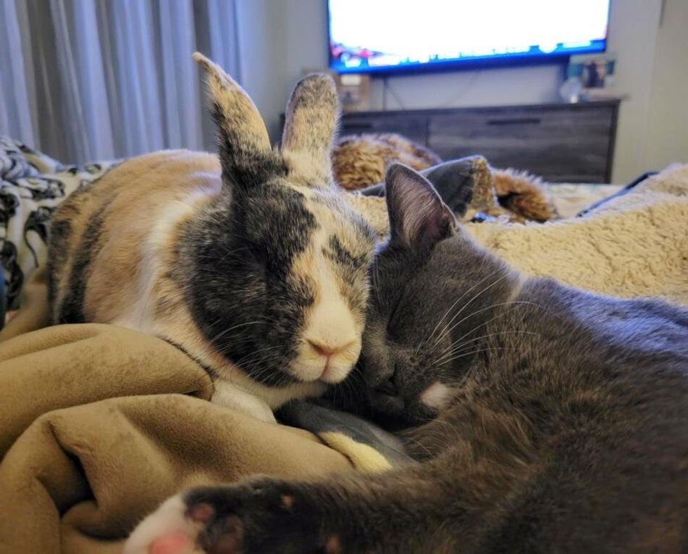 cat kitten bunny cuddles