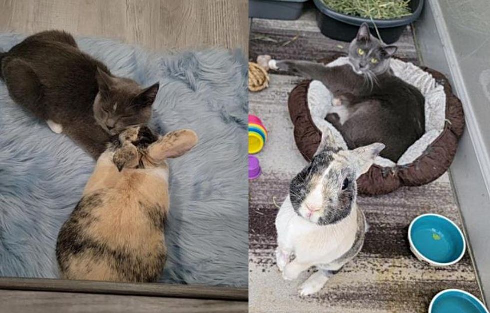 bunny cat best friends