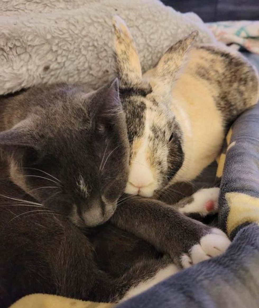 snuggly cat bunny