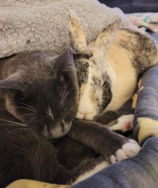 snuggly cat bunny