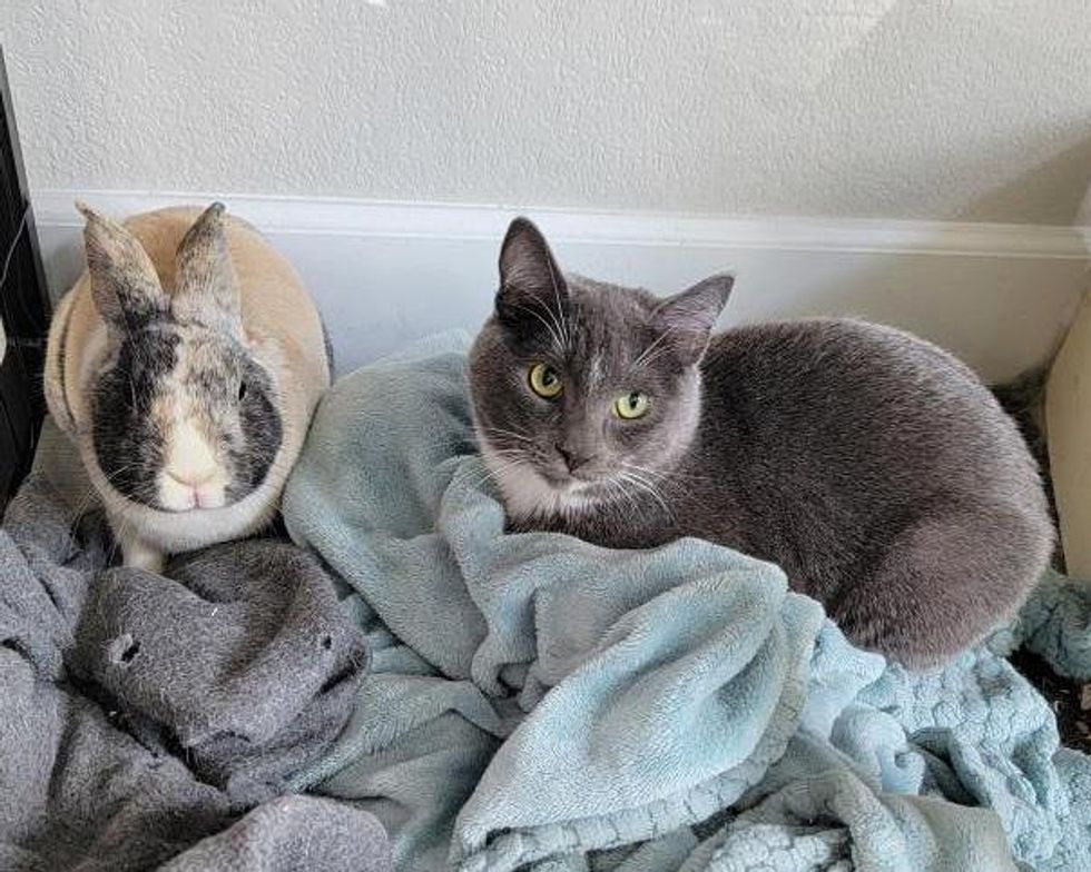 bunny cat friends