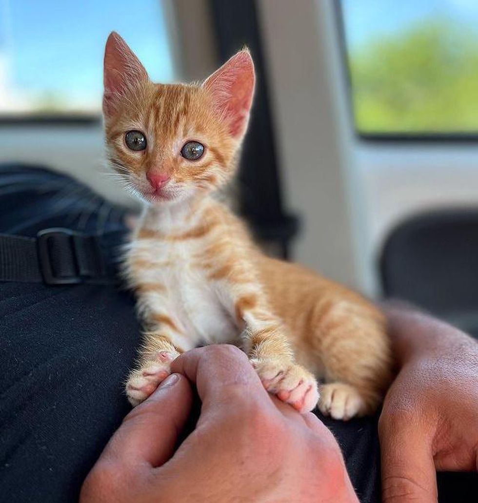 cuddly stray tabby kitten