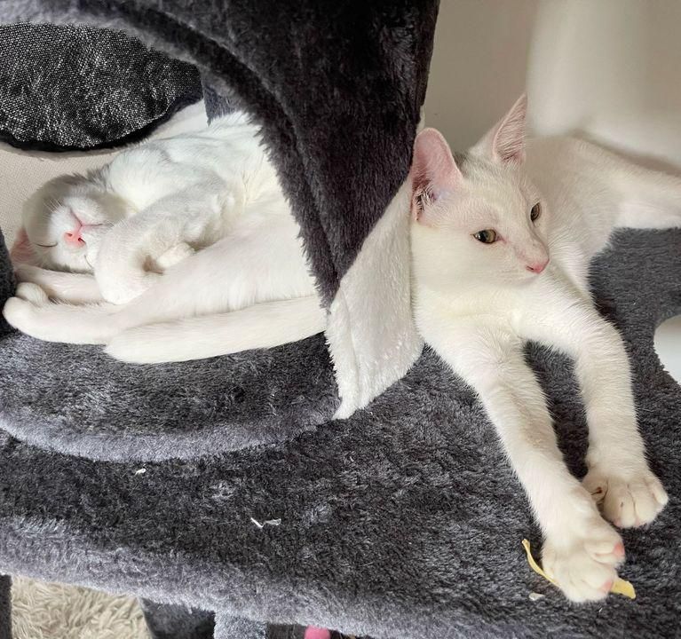 adorable white kittens