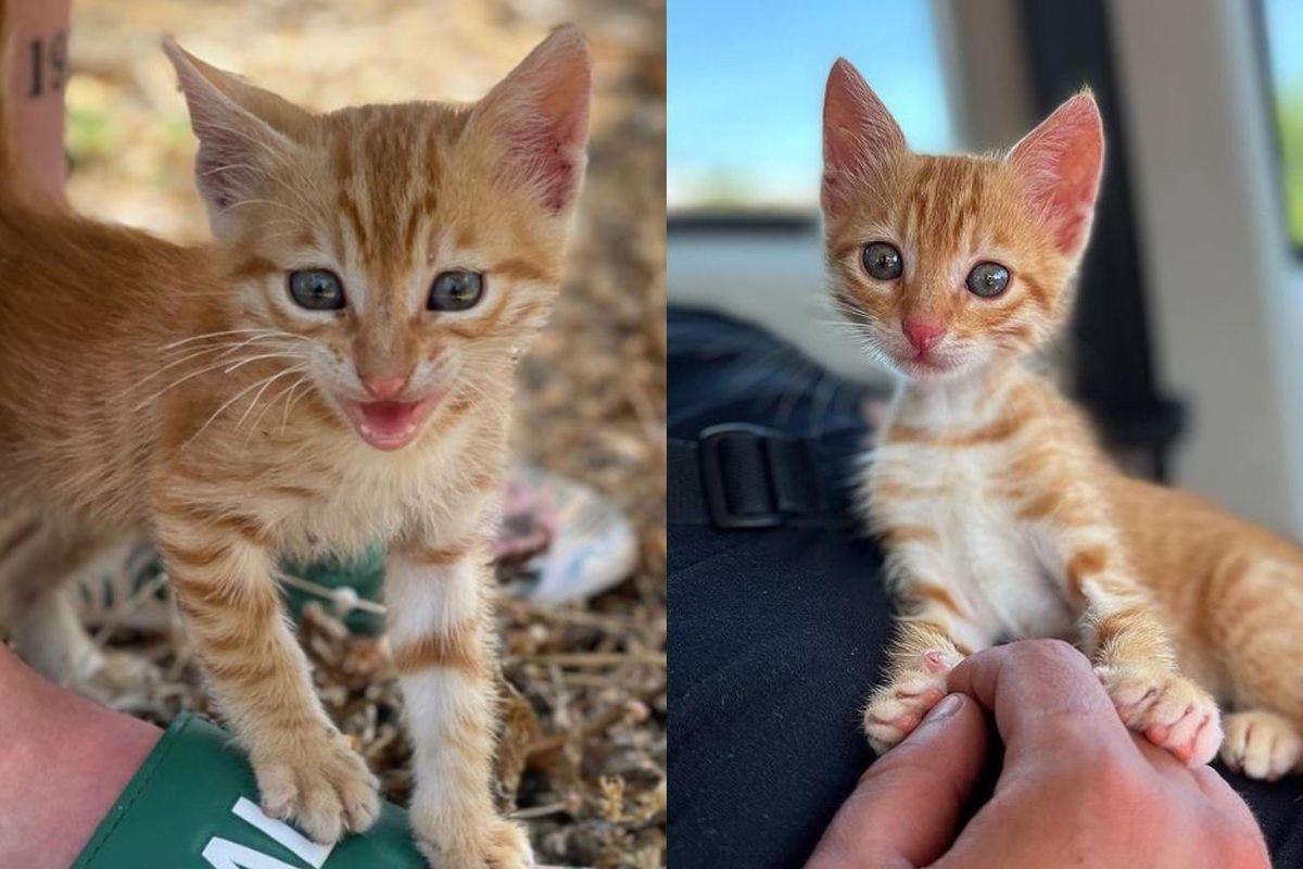 Couple Find Lone Kitten Waiting on the Side of the Road, They Can't Leave Him Behind
