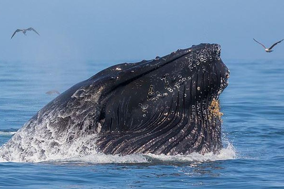 humpback whale, humpback breach, humpback hits boat