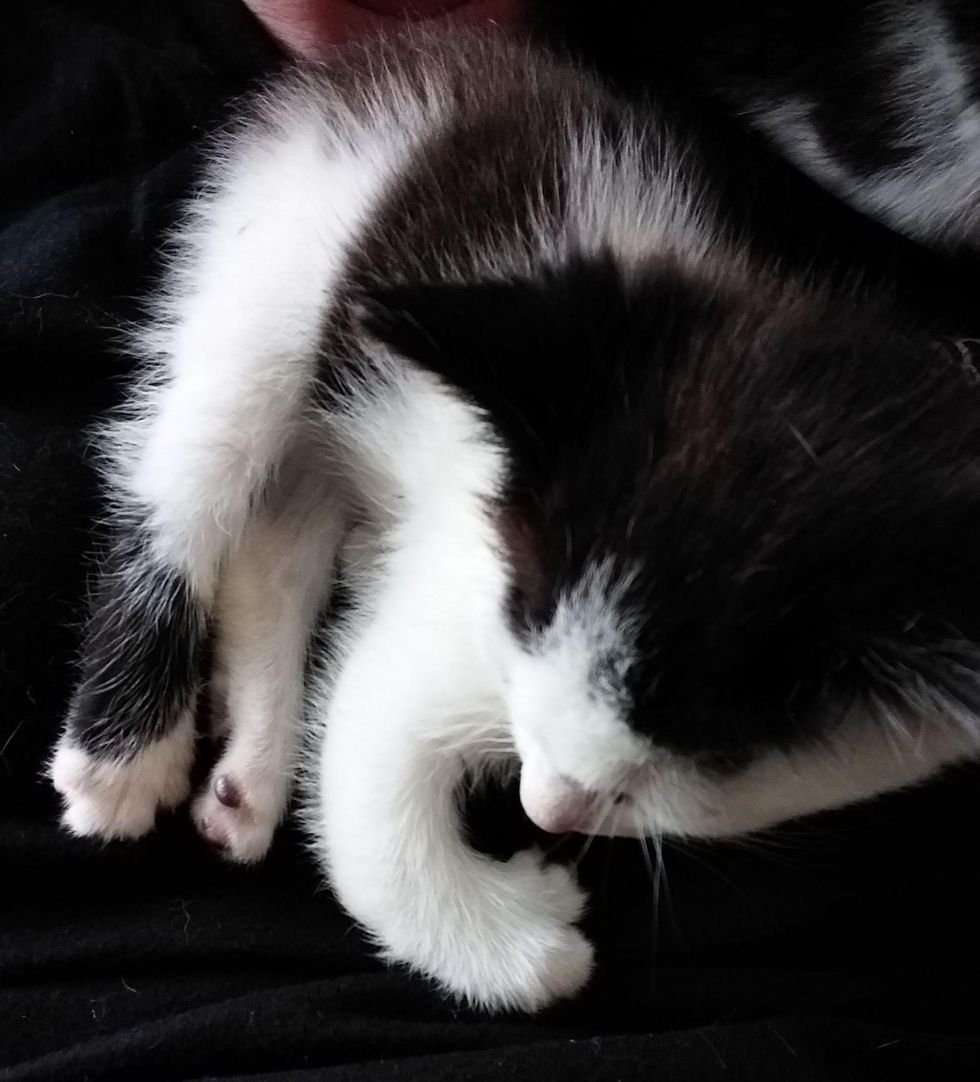 kitten twisted legs