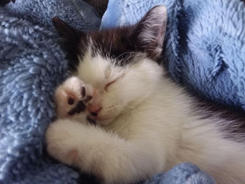 sleeping kitten