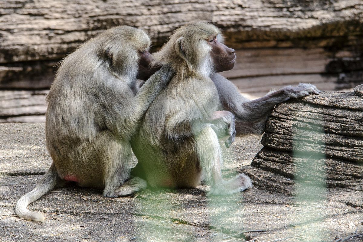 L’allarme vaiolo non c’è, l’affare dei vaccini sì