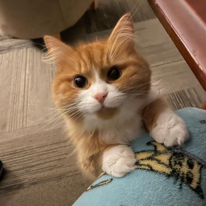 beckoning orange cat
