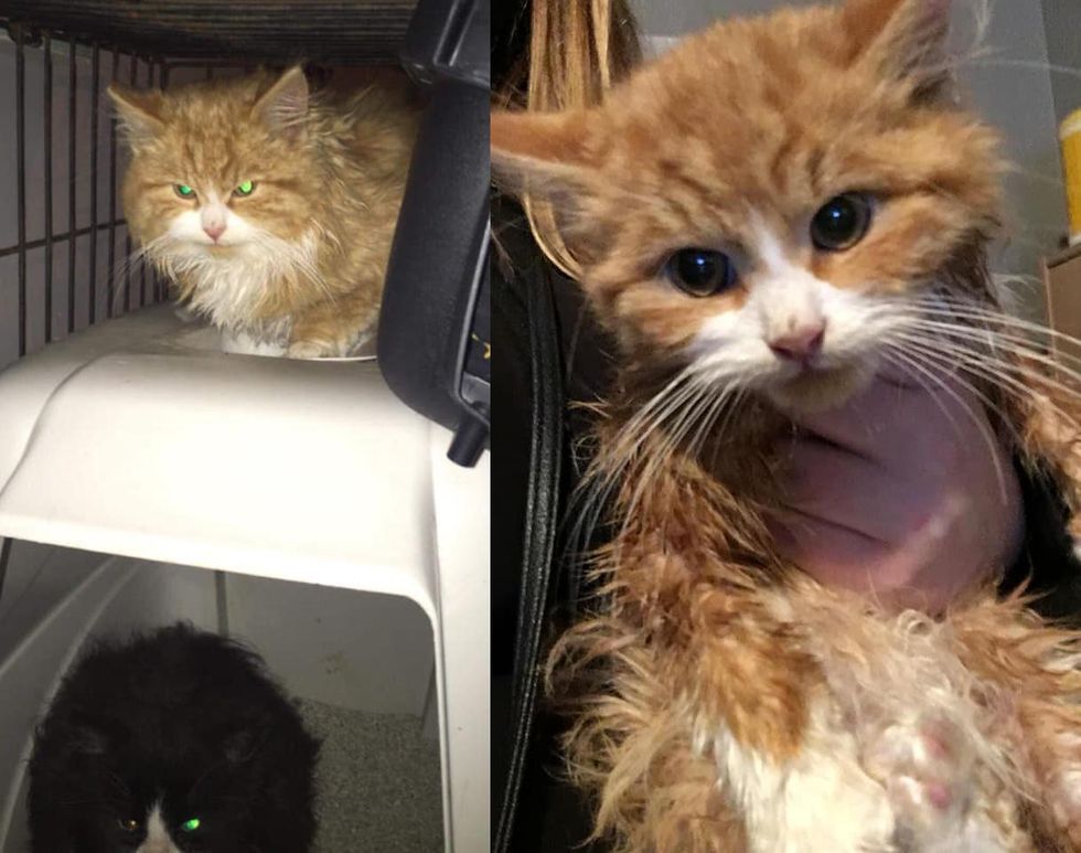 Woman Gives a Timid Kitten a Home, He Transforms into the Happiest