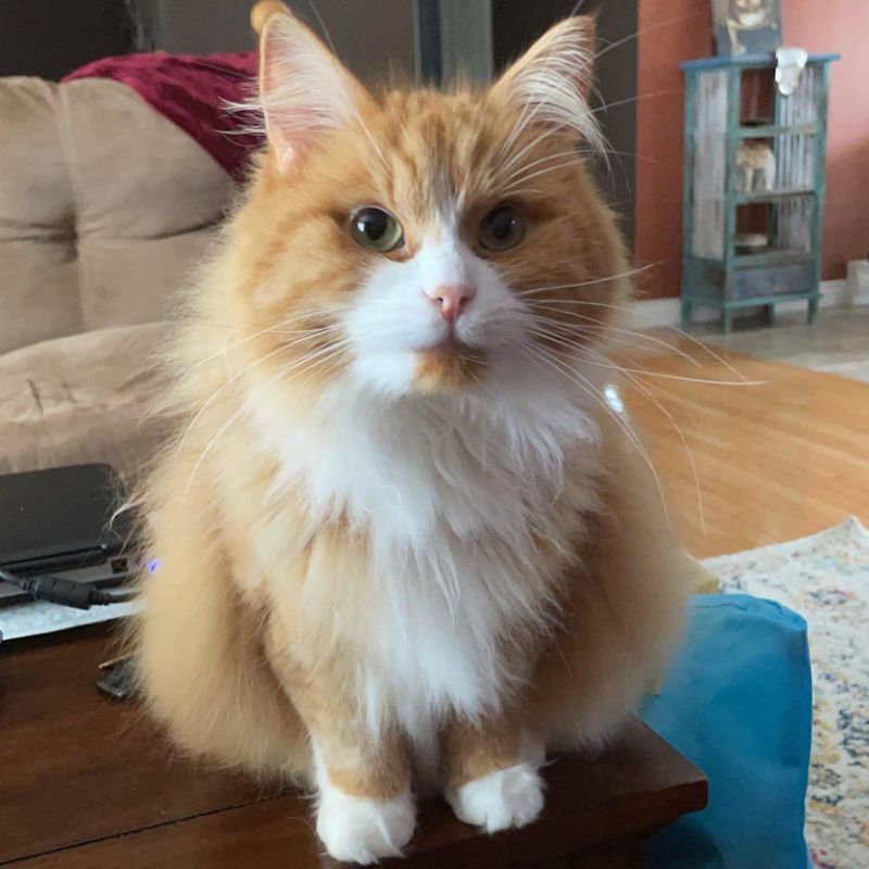 fluffy orange cat