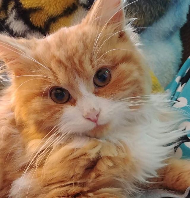 fluffy orange white kitten