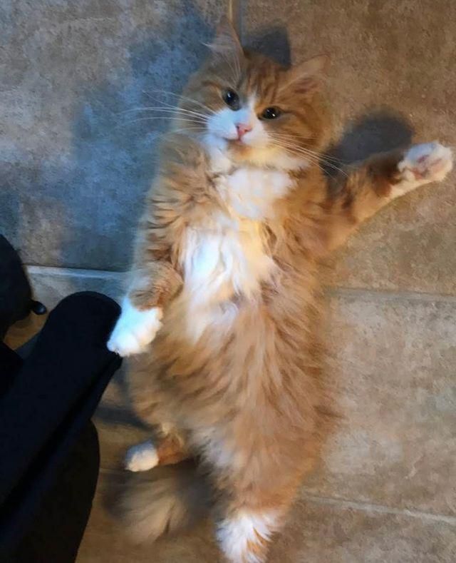 belly rubs cat