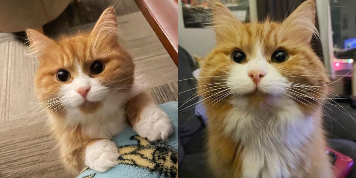 Woman Gives A Timid Kitten A Home, He Transforms Into The Happiest 