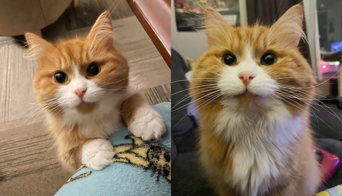 Woman Gives a Timid Kitten a Home, He Transforms into the Happiest Snuggliest Cat