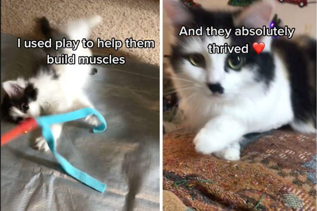 tiny tina oopsie daisy, kch kittens tiktok