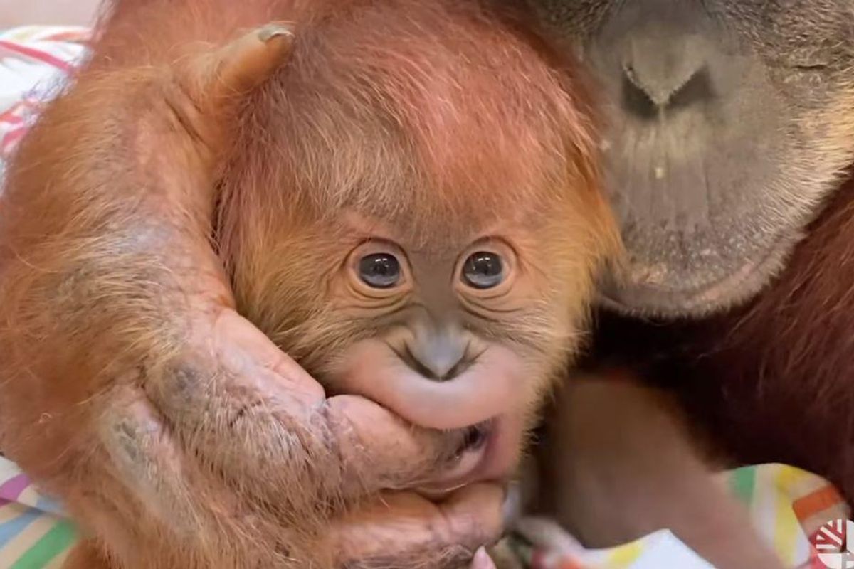 Orangutan mom at the Toronto Zoo shares sweet moment with baby - Upworthy