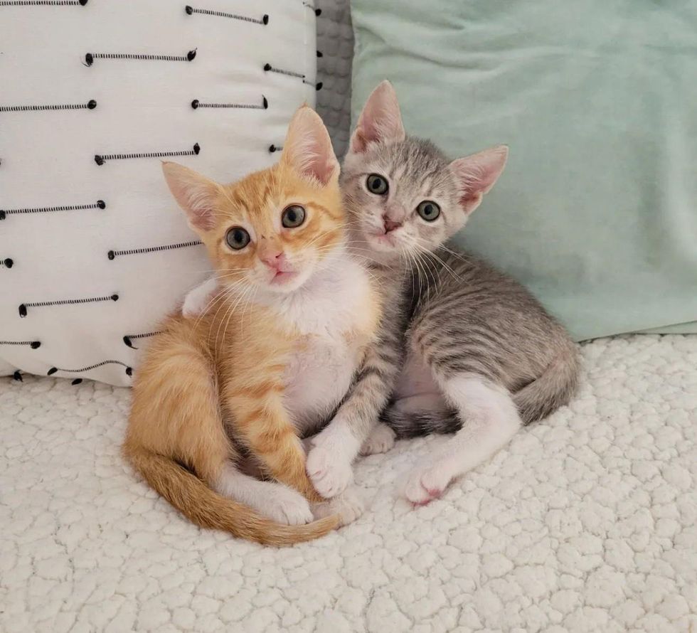 kitten best friends