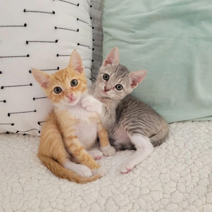 cuddly kitten friends