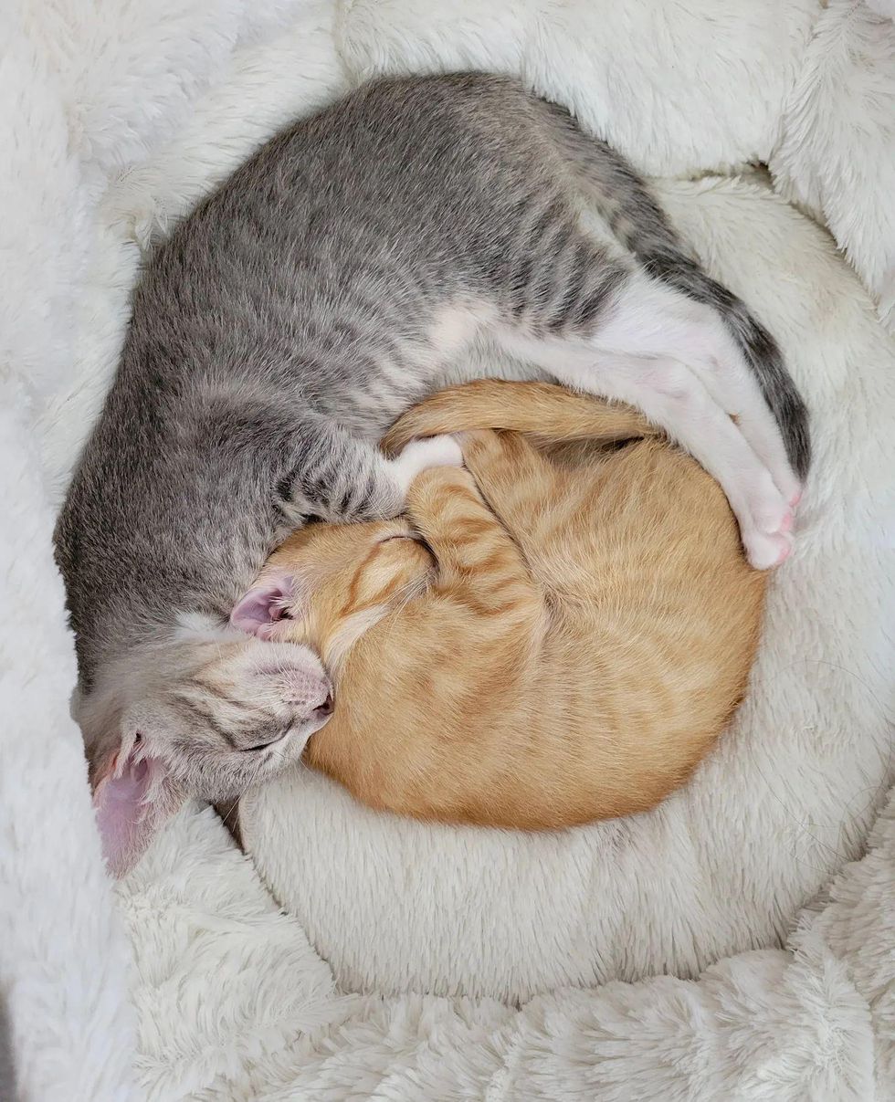 sleeping snuggly kittens