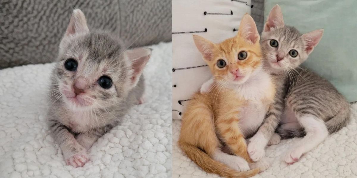 Kitten Decides to Accept Another Cat Found Outside, Not Knowing They