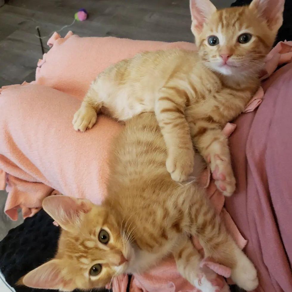 twin orange kittens