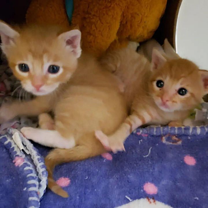 twin orange tabby kittens