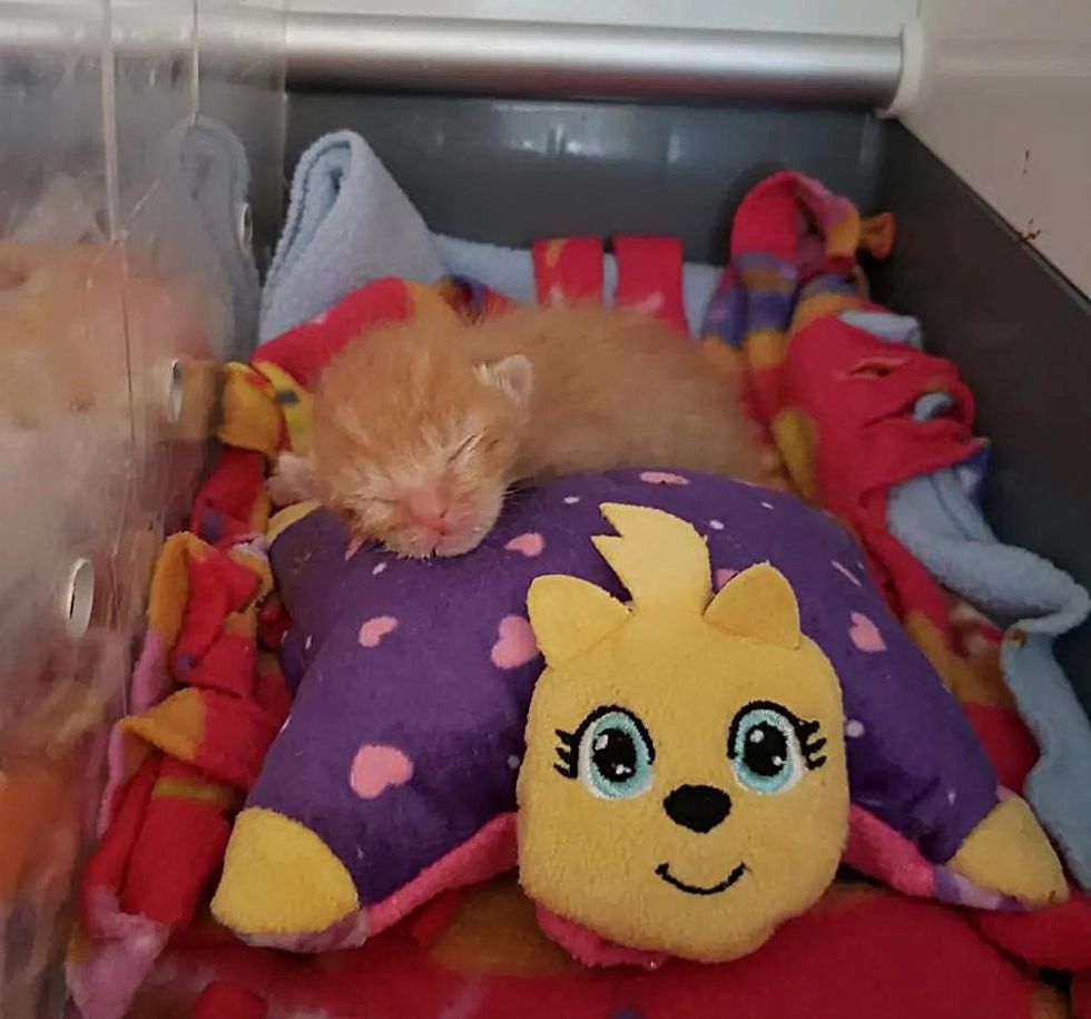 sleepy newborn kitten