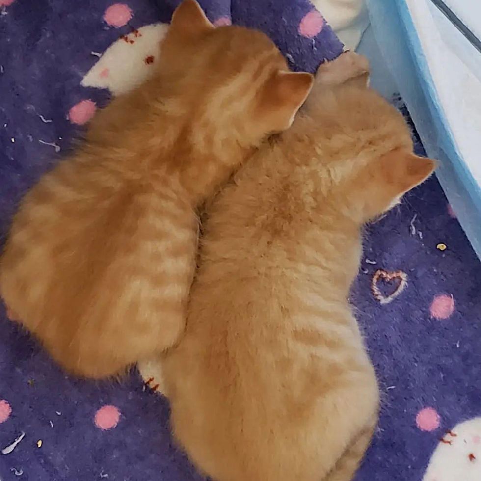 orange tabby kittens