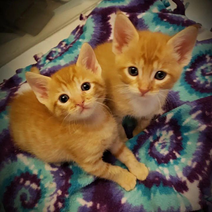 orange tabby kittens brothers