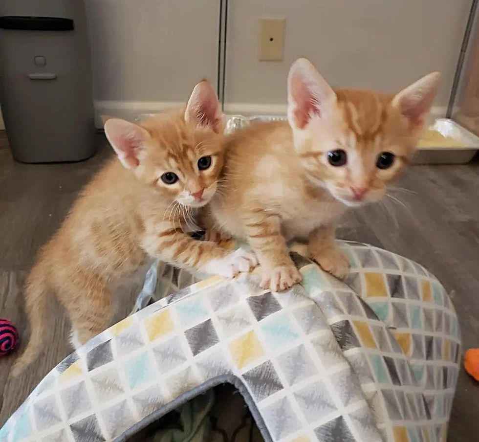 playful tabby kittens