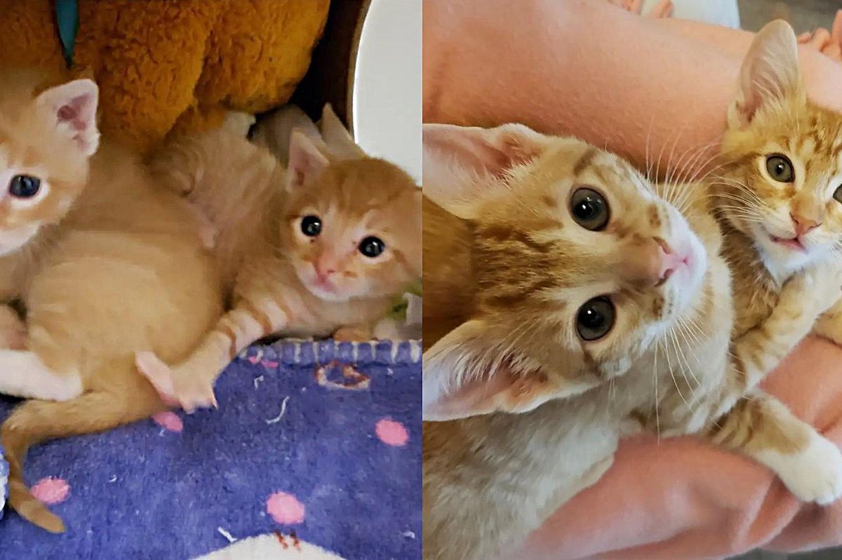 Twin Kittens Keep One Another Strong After Being Found as Orphans, and Blossom Together